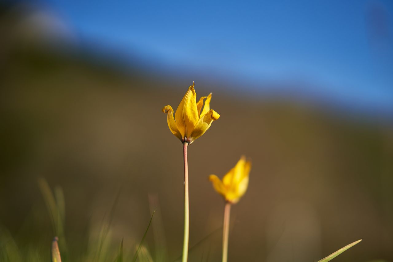 Flore Tulipe de vigne Confinement2020-009